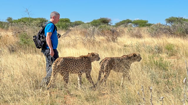 Namibia: Cheetah Conservation at Naankuse
