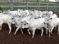 Lote 19