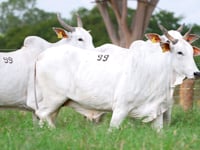 Lote 99