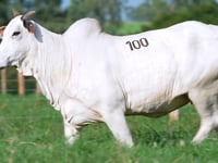 Lote 100
