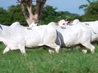 Lote 102
