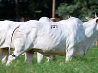 Lote 101