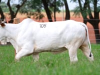 Lote 105
