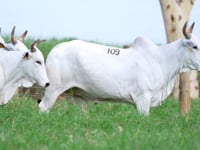 Lote 109