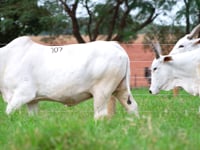 Lote 107