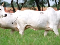 Lote 106