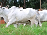 Lote 108
