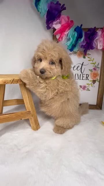 Female Maltipoo puppy named *Gaia* for sale at Puppy Dreams - Mansfield. video thumbnail