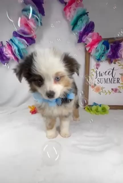 Female Mini Aussie puppy named *Hestia* for sale at Puppy Dreams - Mansfield. video thumbnail
