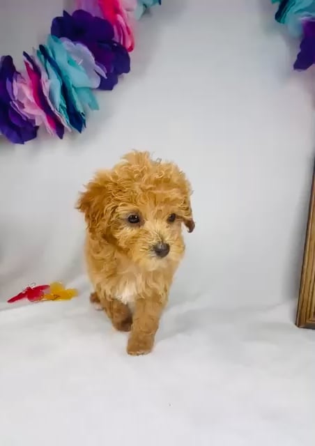 Female Mini Goldendoodle puppy named *Artemis* for sale at Puppy Dreams - Mansfield. video thumbnail