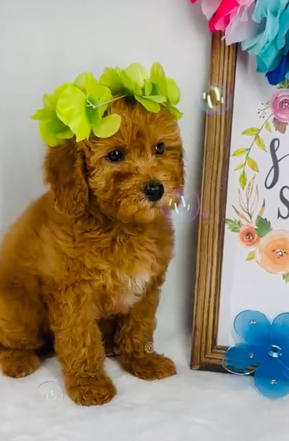 Male Mini Goldendoodle puppy named *Hephaestus* for sale at Puppy Dreams - Mansfield. video thumbnail