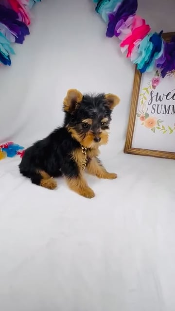 Male Yorkie puppy named *Poseidon* for sale at Puppy Dreams - Mansfield. video thumbnail