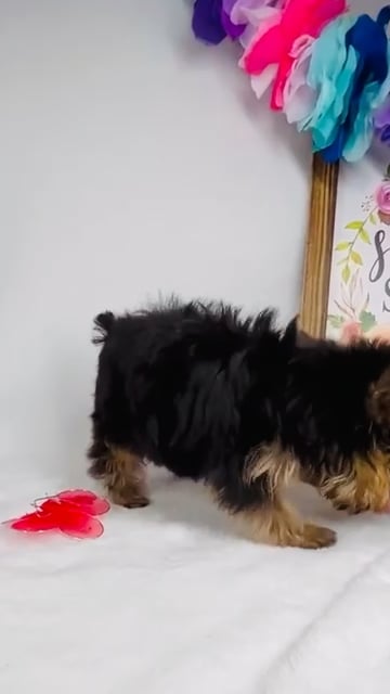 Male Yorkie puppy named *Zeus* for sale at Puppy Dreams - Mansfield. video thumbnail