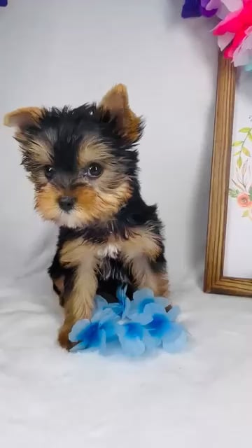 Male Yorkie puppy named *Hades* for sale at Puppy Dreams - Mansfield. video thumbnail