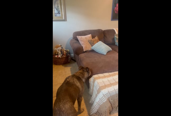 Must love dogs Main Photo