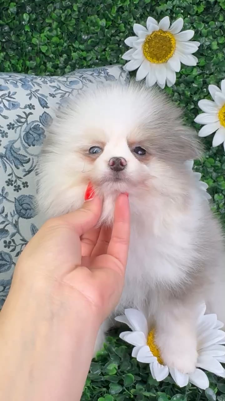 Male Pomeranian puppy named Bear for sale at Puppy Dreams - North Richland Hills. video thumbnail