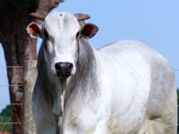 Lote 81