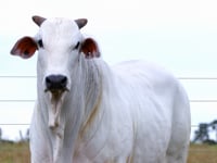 Lote 83