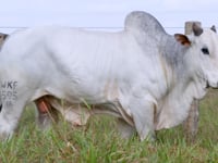 Lote 99