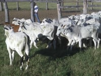 Lote 03P