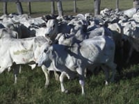 Lote 02P