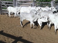 Lote 06P