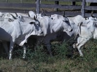 Lote 07P