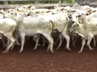 Lote 05