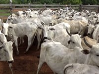 Lote 07