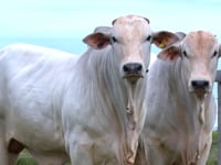 Lote 03 e 04