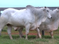 Lote 05 E 06