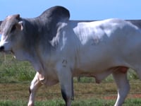 Lote 07