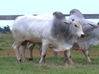 Lote 13 E 14