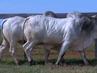 Lote 08 E 09