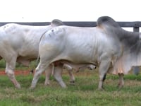 Lote 20 E 21