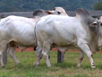 Lote 18 E 19