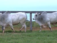 Lote 23 E 24