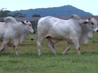 Lote 25 E 26