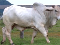 Lote 32