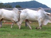 Lote 33 E 34