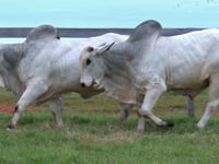 Lote 40 E 41