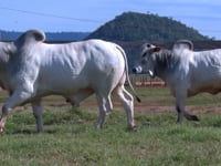 Lote 43 E 44