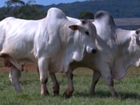Lote 63 E 64