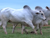 Lote 78 E 79