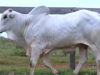 Lote 77