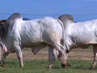 Lote 88 E 89