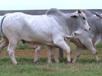 Lote 95 E 96
