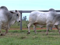 Lote 93 E 94