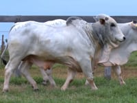 Lote 113 E 114