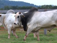 Lote 128 E 129